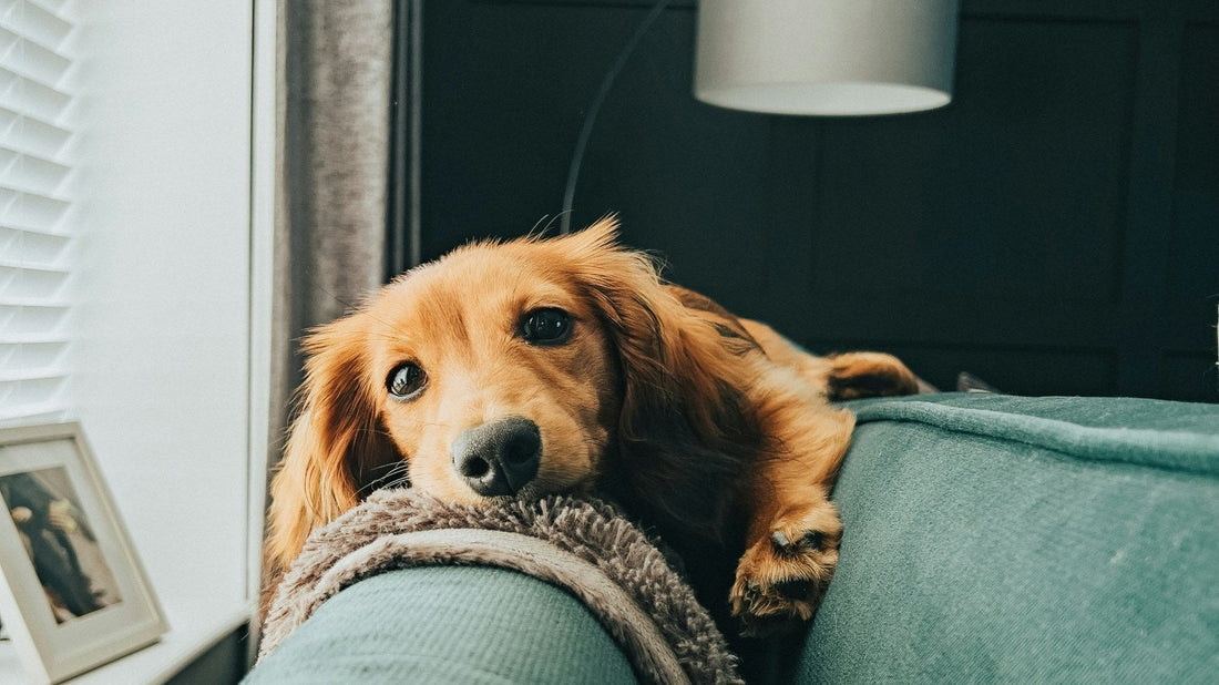 Dog resting its head on a green sofa arm in a cozy living room