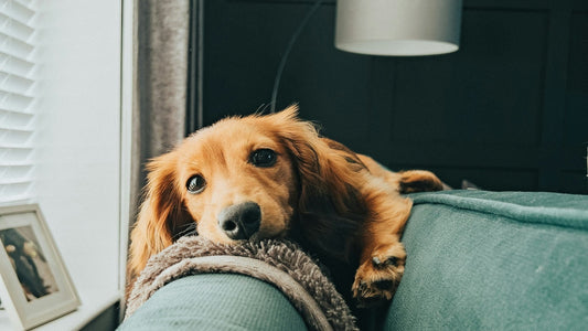 Dog resting its head on a green sofa arm in a cozy living room